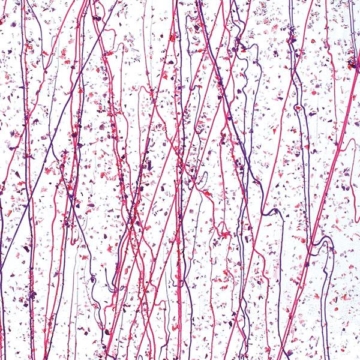 Mardi Gras 4234-0000 (25x25), Cranberry/Purple
